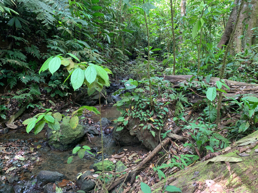 El Tigre y La Mona - Costa Rica Nature Conservation