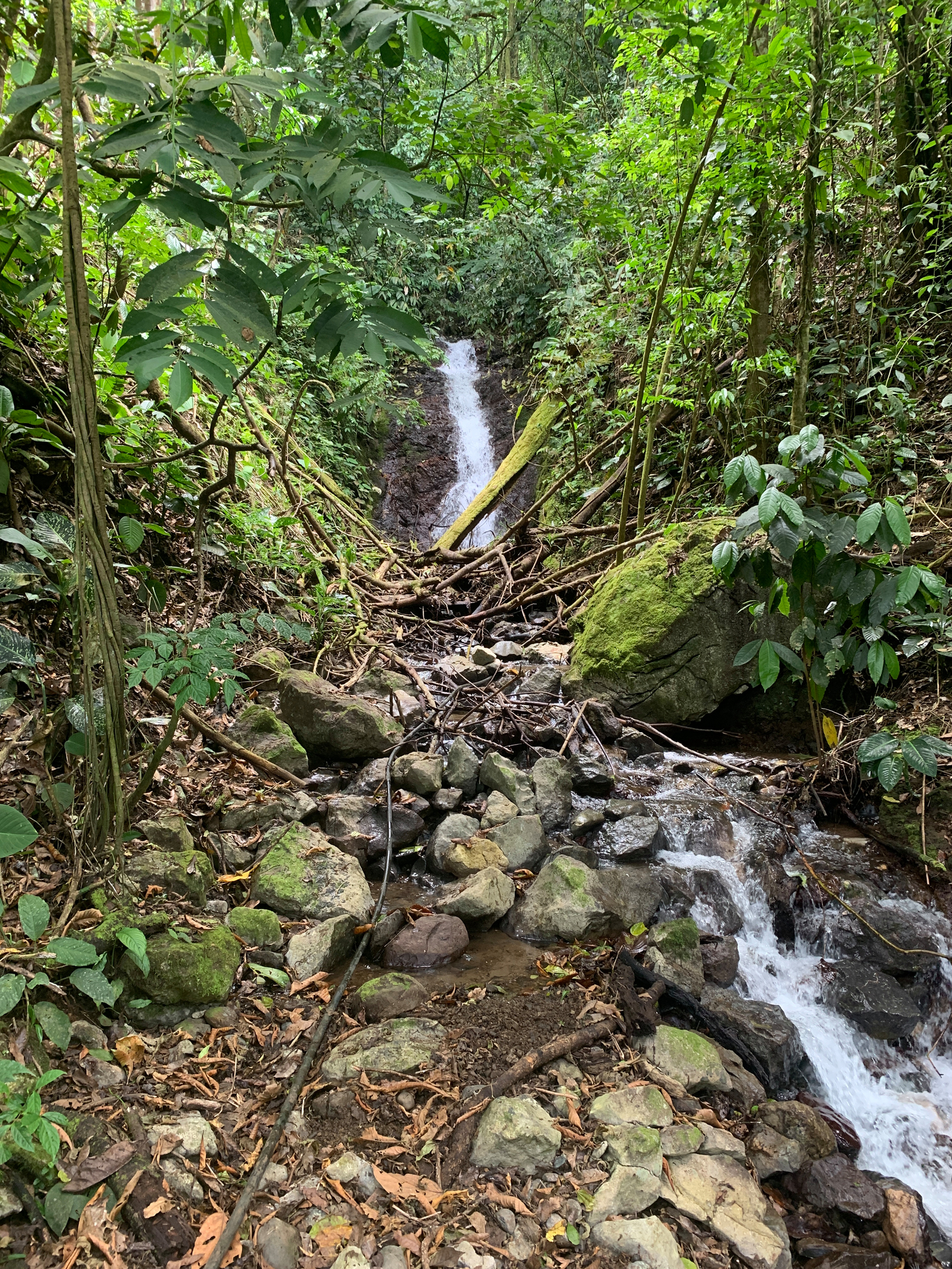 Cascadas El Tigre: 326 fotos - Guanacaste, Costa Rica